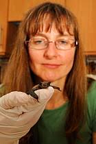 118+ western pipistrelle photos and videos available for editorial and  commercial licensing and download