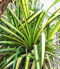 Image result for Pandanus sp. B