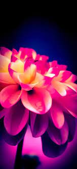 Leaves Wallpaper Iphone Flower Phone Wallpaper Iphone Wallpaper