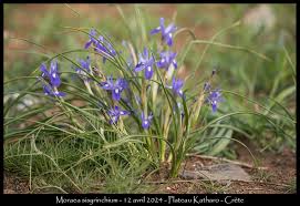 Image result for Moraea schimperi