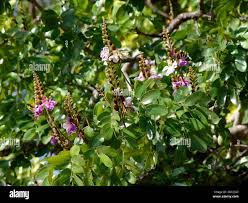 Image result for Baikiaea