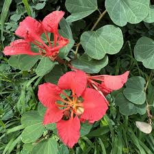 Image result for Bauhinia galpinii