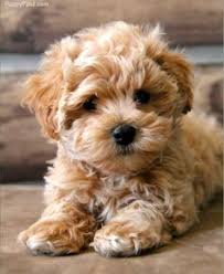 She will make new friends everywhere she goes. Maltipoo Characteristics Appearance And Pictures