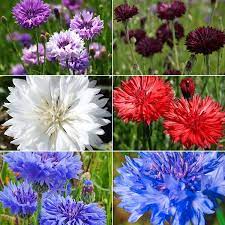 Cute As A Button Cornflower Seed Collection 6 Individual Varieties Flower Seeds Online Flower Seeds Wildflower Garden
