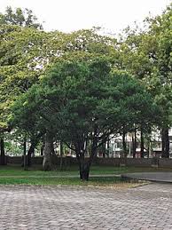 Image result for Diospyros sp. no. 1 sensu FZ