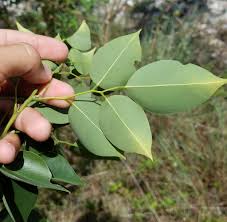 Image result for Dalbergia sissoo