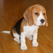 We did not find results for: Beagle Puppies Olympia Wa Beagle Puppies For Adoption Facebook