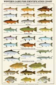 Western Gamefish Identification Chart Posters Fish Chart