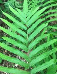 Image result for Amblovenatum