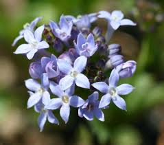 Image result for Pentanisia