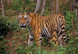 indochinese tiger panthera tigris corbetti 野生動物 動物 ベンガルトラ