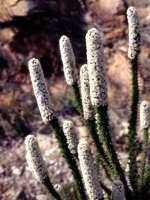 Image result for Stoebe