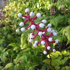What types of shade perennials are there? Wisconsin Native Heirloom Plants Heritage Flower Farm