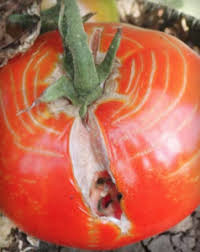 This disorder is believed to be a strategy to conserve moisture. Catface Cracking Seminis