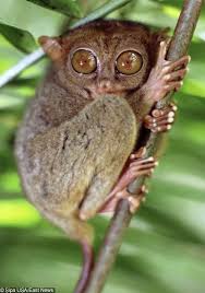 I post animal memes and pictures of funny looking animals. 50 Rare Creatures That Are Almost Too Weird To Actually Exist