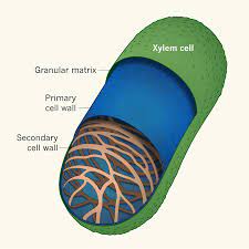These are dead cells containing central lumen and lignified walls; Building A Secondary Cell Wall The Cell Wall Of Plant Xylem Cells A Download Scientific Diagram