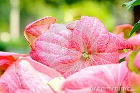 Beautiful Portrait Of Marmalade Mussaenda Flower Flowers Beautiful Photo