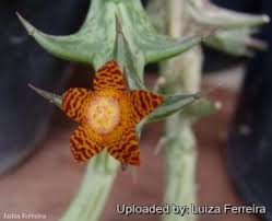 Image result for Orbea schweinfurthii