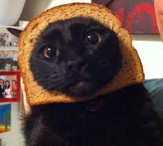 Cat Breading Funny Looking Cats Baby Cats Cats