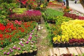 Pengertian tanaman hias adalah semua jenis tanaman yang bermanfaat untuk menambah keindahan dan kecantikan baik itu tanaman hias bunga, daun, batang, maupun akar. 12 Macam Macam Tanaman Hias Bunga Daun Informasi Pengetahuan Dan Hiburan