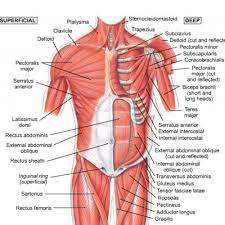 The neck muscles and massive triangular muscles of the back stabilise the head and shoulders and permit a range of complex movements. Chest Muscles Diagram Shoulder Muscle Anatomy Neck Muscle Anatomy Muscle Diagram
