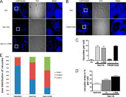 Why do plant cells have large sized vacuole. The Vac14 Interaction Network Is Linked To Regulators Of The Endolysosomal And Autophagic Pathway Molecular Cellular Proteomics