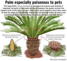 If it is a true palm tree it isn't poisonous to cats. Did You Know Sago Palm Can Be Poisonous To Both Humans And Pets Sago Palm Is Extremely Poisonous To Both Hum Sago Palm Palm Trees Landscaping Sago Palm Tree