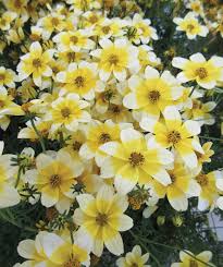 Image result for Bidens grantii