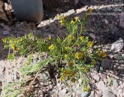 Image result for Octolepis