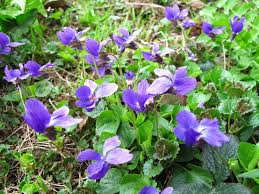 We did not find results for: Wild Violet Groundcover Certified Organic Peaceful Heritage Nursery