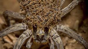 These spiders eat their mothers' dead bodies. Mother Spider Caught Carrying Hundreds Of Babies Youtube