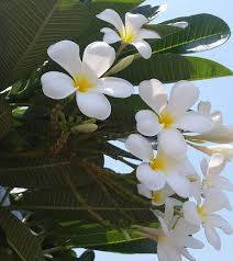 Kate Bunker On Instagram Stop Smell The Frangipani Darwin Frangipani Australian Flowers Seed Pods
