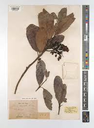 Image result for Brexia