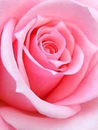 Download Pink Rose Wallpaper 36977 From Mobile Wallpapers This Pink Rose Mobile Wallpaper Is Compatible Pink Rose Flower Beautiful Rose Flowers Rose Wallpaper