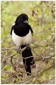 Black And White Bird With Long Tail Uk 2012 05 11 Beautiful Birds Eurasian Magpie Black Bird