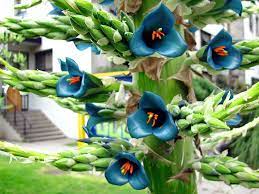 Puya Alpestris Sapphire Tower World Of Succulents Blooming Succulents Planting Succulents Succulents