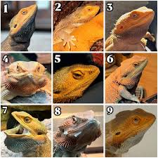 Which Samson are you today? 🤨🐉 Look through the Samson Emotional Spectrum  and tell me: 1️⃣ Majestic, but livid Samson 👑💅 2️⃣ Snuggled up, but still  plotting Samson 🛌😏 3️⃣ Serious and