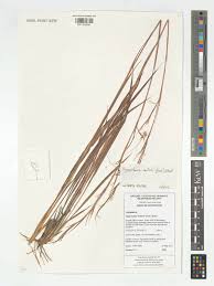 Image result for Hyparrhenia newtonii