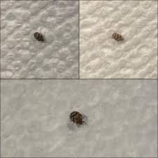 Tiny Bugs By Basement Window Sill : R/Whatisthisbug