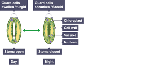 We did not find results for: 11 Gas Exchange In Plants Image Hd House Plants Za