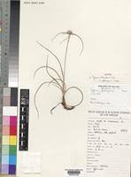 Image result for Cyperus obtusiflorus