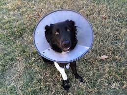 How To Care For Your Dog After Surgery Animal Trust