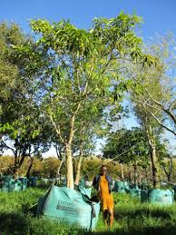 Image result for Rauvolfia afra