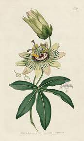Passiflora Coerulea Common Passion Flower From William Curtis Botanical Magazine 1st Edition Print Botanical Prints Botanical Illustration Botanical Drawings