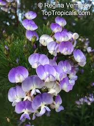 Image result for Psoralea