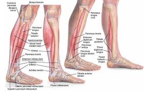 Cramps can last from a few seconds up to 10 minutes. Developing Strength Stability In The Foot Ankle And Lower Leg Mountain Peak Fitness