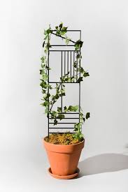 Iacoli Mcallister Trellis Black Idei Dlya Doma Cvety Dlya Doma