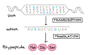 Dna transcription and translation | dna to protein. Dna Transcription And Translation Genetics Quiz Quizizz