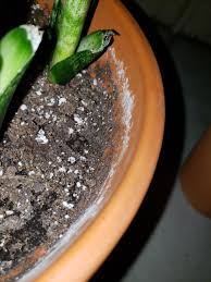 Found white plant mold on your soil? Houseplants Forum Sansevieria Fungus How Can I Save My Plant Garden Org