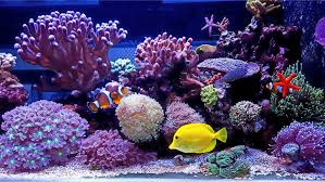 Filter merupakan alat yang tepat digunakan pada aquarium. Cara Mudah Bikin Aquarium Air Laut Di Rumah Rumah Com